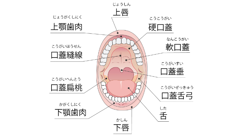 口腔マッサージ2【リュクスユ】